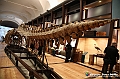 VBS_0947 - Riapre il Museo di Scienze Naturali dopo dieci anni di chiusura